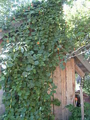 1536 X 2048 446.1 Kb    .