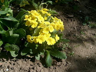 2048 X 1536 380.3 Kb 2048 X 1536 433.2 Kb 1536 X 2048 446.1 Kb    .