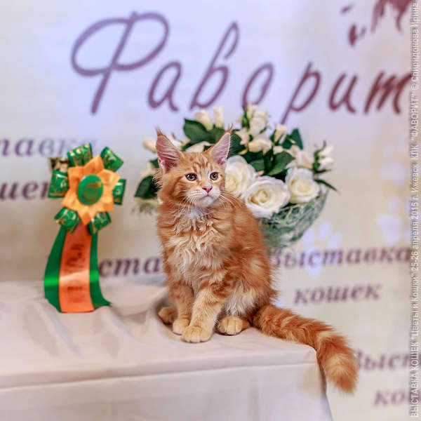 1920 X 1920 250.2 Kb 1920 X 1015 291.4 Kb -   !