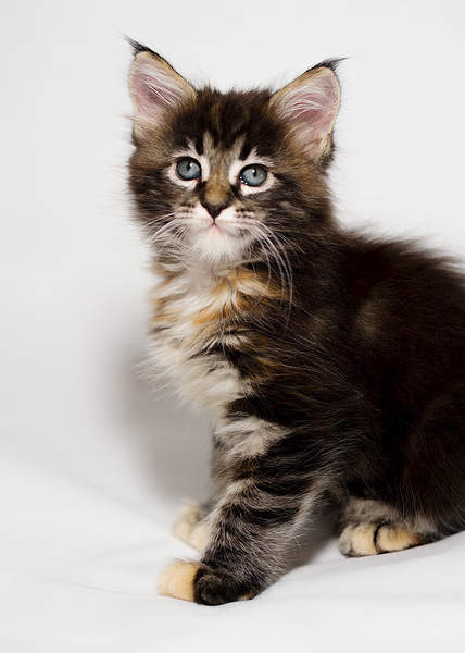 731 X 1024 165.7 Kb -   !