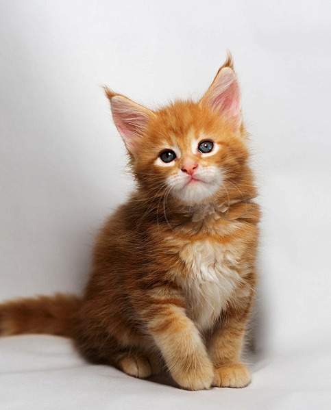 673 X 835  89.6 Kb 731 X 1024 165.7 Kb -   !