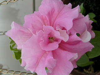 2048 X 1536 157.5 Kb 1536 X 2048 238.1 Kb 2048 X 1536 345.4 Kb    .