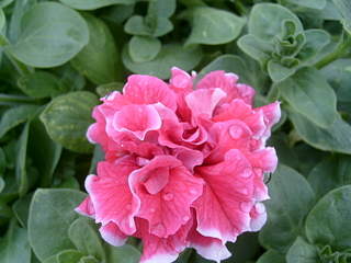 2048 X 1536 202.7 Kb    .