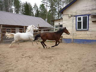 1920 X 1440 323.5 Kb 1920 X 1440 320.0 Kb 1920 X 1440 417.1 Kb 1920 X 1440 374.7 Kb Конный клуб 'Ранчо ' приглашает :