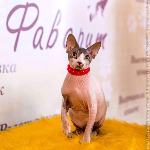 1920 X 1920 153.8 Kb  !   10 000 .