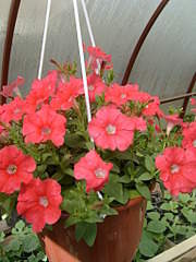 1536 X 2048 265.6 Kb    .