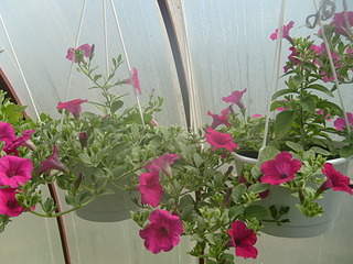 2048 X 1536 303.4 Kb 1536 X 2048 265.6 Kb    .