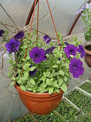 1536 X 2048 318.4 Kb 2048 X 1536 303.4 Kb 1536 X 2048 265.6 Kb    .