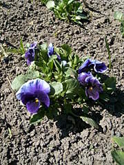 1536 X 2048 612.7 Kb 1536 X 2048 318.4 Kb 2048 X 1536 303.4 Kb 1536 X 2048 265.6 Kb    .