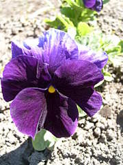 1536 X 2048 355.3 Kb 1536 X 2048 612.7 Kb 1536 X 2048 318.4 Kb 2048 X 1536 303.4 Kb 1536 X 2048 265.6 Kb    .