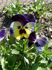 1536 X 2048 325.7 Kb 1536 X 2048 293.3 Kb    .