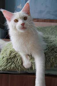 1066 X 1600 109.0 Kb 1066 X 1600 100.7 Kb  - 'Aurum Beauty'    .