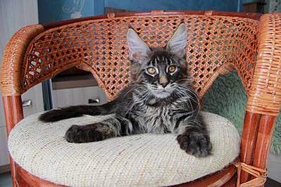 1600 X 1066 206.5 Kb  - 'Aurum Beauty'. 'J'..