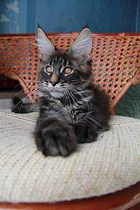 1066 X 1600 140.4 Kb 1600 X 1066 206.5 Kb  - 'Aurum Beauty'. 'J'..