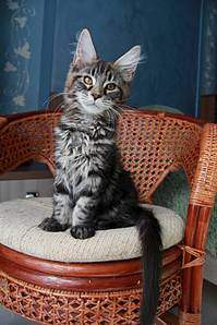 1066 X 1600 191.0 Kb  - 'Aurum Beauty'. 'J'..