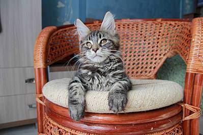 1600 X 1066 155.3 Kb 1066 X 1600 191.0 Kb  - 'Aurum Beauty'. 'J'..