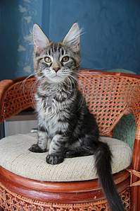 1066 X 1600 171.6 Kb 1600 X 1066 155.3 Kb 1066 X 1600 191.0 Kb  - 'Aurum Beauty'. 'J'..