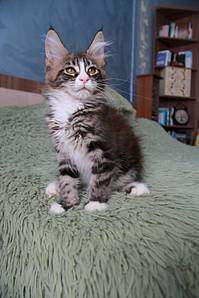 1066 X 1600 133.9 Kb  - 'Aurum Beauty'. 'J'..