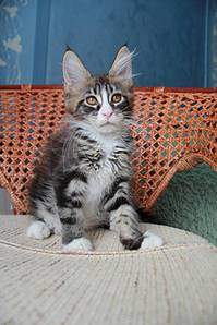 1066 X 1600 164.0 Kb 1066 X 1600 133.9 Kb  - 'Aurum Beauty'. 'J'..