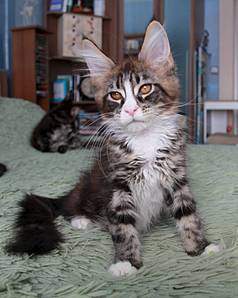 1273 X 1600 170.5 Kb 1066 X 1600 164.0 Kb 1066 X 1600 133.9 Kb  - 'Aurum Beauty'. 'J'..