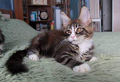 1600 X 1098 136.2 Kb 1273 X 1600 170.5 Kb 1066 X 1600 164.0 Kb 1066 X 1600 133.9 Kb  - 'Aurum Beauty'. 'J'..