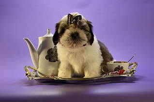 1920 X 1271 165.6 Kb  -