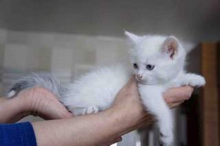 807 X 536 44.1 Kb 807 X 536 59.7 Kb    