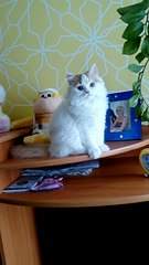 480 X 853 57.1 Kb 1920 X 1080 78.2 Kb Длинношерстные бриташки и компания!