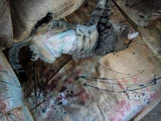 604 X 453  72.4 Kb    - 8     .