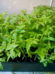 1920 X 2560 640.9 Kb     