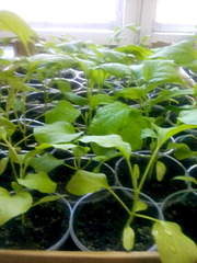 1920 X 2560 523.3 Kb 1920 X 2560 640.9 Kb     