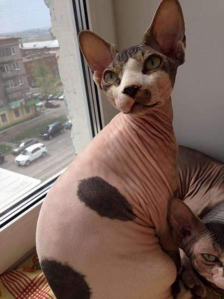 1080 X 1440 122.3 Kb  !   10 000 .