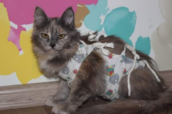 604 x 403 403 X 604  43.6 Kb  -    !