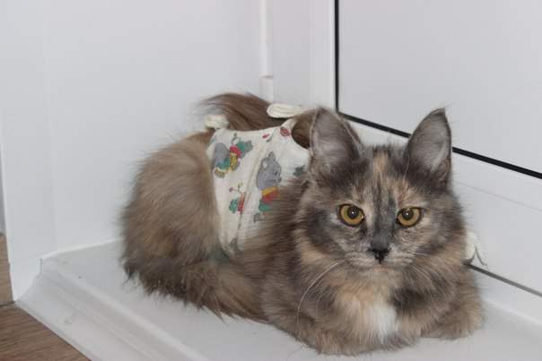 604 x 403 604 x 403 403 X 604  43.6 Kb  -    !