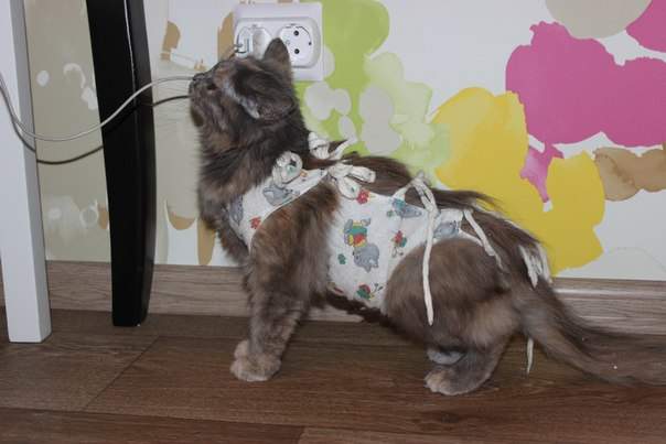 604 x 403 604 x 403 604 x 403 403 X 604  43.6 Kb  -    !