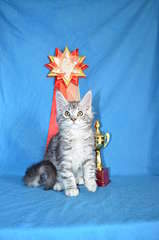 1920 X 2898 282.7 Kb  -