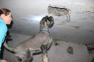 604 X 403  45.5 Kb Собаки поисково-спасательной службы Удмуртии