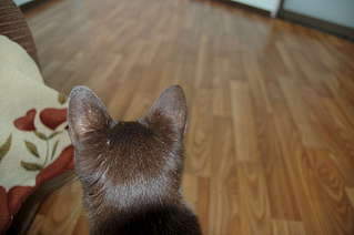 1920 X 1276 172.4 Kb  .     