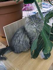 768 X 1024 155.5 Kb 1024 X 768 149.3 Kb  ()