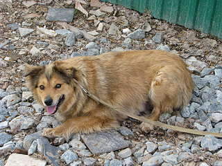 320 x 240 180 x 240 SOS!    