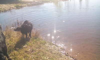 1920 X 1152 209.2 Kb 1920 X 1152 190.0 Kb 1920 X 1152 166.7 Kb 1920 X 1152 360.3 Kb  - Retrievers Terra Italmas...