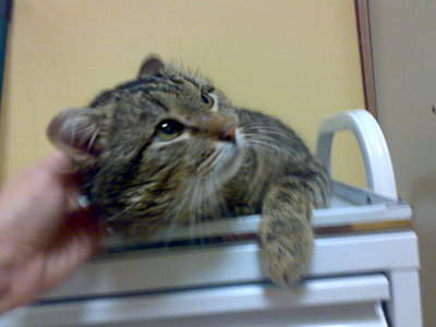 2048 X 1536 382.4 Kb Кот Мишенька. Оперировать нельзя ампутировать.