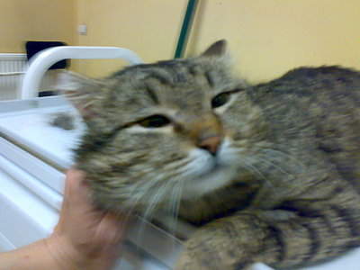 2048 X 1536 390.8 Kb 2048 X 1536 382.4 Kb Кот Мишенька. Оперировать нельзя ампутировать.