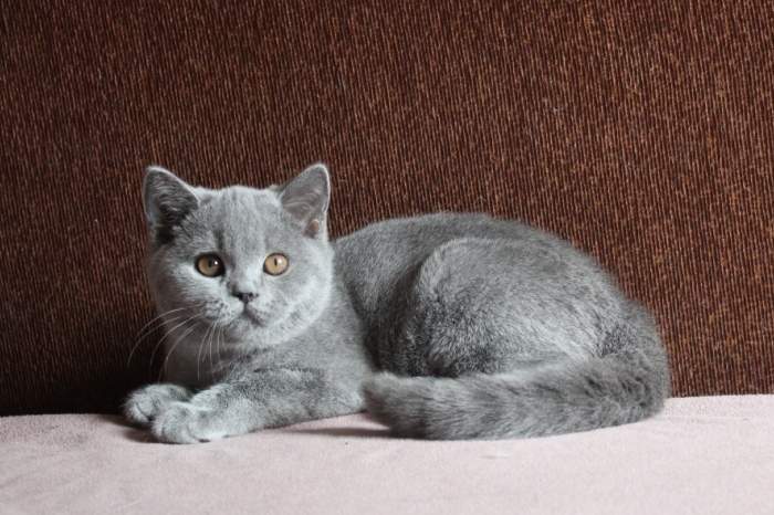 700 x 466 490 X 629 147.6 Kb  !