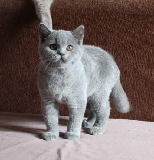 509 x 529 586 x 555 700 x 466 490 X 629 147.6 Kb  !