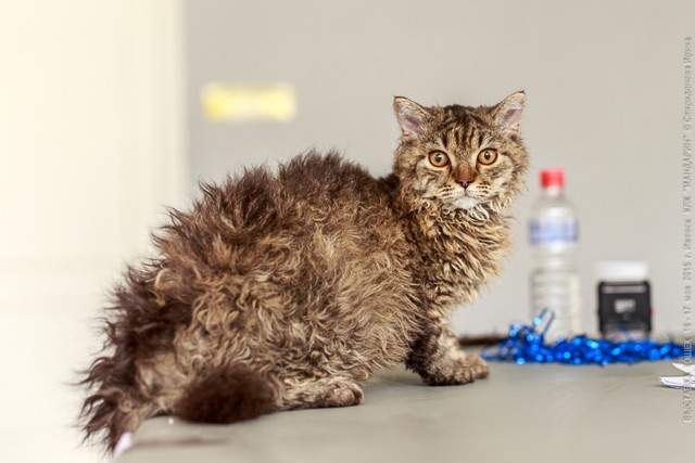 640 x 427 16-17 мая Международная выставка кошек КЛК Мандарин, г.Ижевск