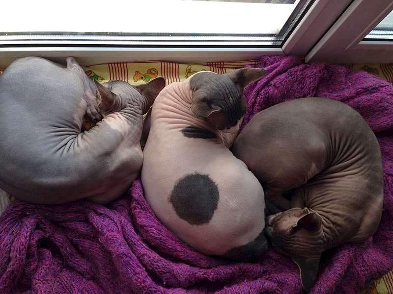 1920 X 1440 211.1 Kb  !   10 000 .