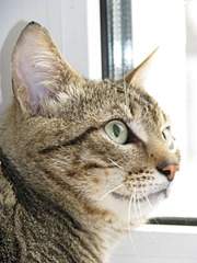 1944 X 2592 873.8 Kb 1920 X 1440 301.6 Kb Взрослый кот Степан Сергеевич не желает больше быть бомжом