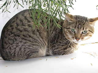 1920 X 1440 315.9 Kb 1920 X 1440 256.4 Kb 1920 X 1440 270.6 Kb 1944 X 2592 873.8 Kb 1920 X 1440 301.6 Kb Взрослый кот Степан Сергеевич не желает больше быть бомжом