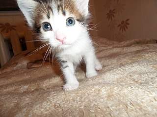 1280 X 960 215.0 Kb Прекрасные котята в добрые руки